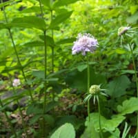 植栽の花　ダルマチクムフウロ（洋花）