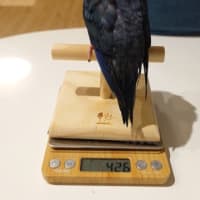 マルちゃんのプラケースの湿気がすごい