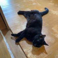 今日のぬこやしき