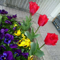 エンドウの花は赤紫