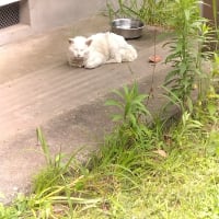 東京も梅雨入りでしょうか