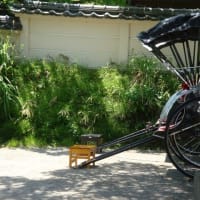 鎌倉「寿福寺」参道と人力車♪、（２０２５春）。