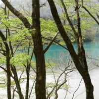 田沢湖のイヌワシ