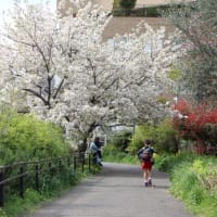 目黒川のさくらと中目黒公園