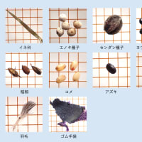 八王子市の滝山保全地域のタヌキの食性