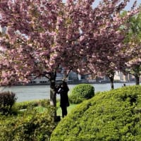 夏時間始まつてをる八重桜