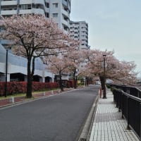 馬橋と北松戸との間の桜。。。