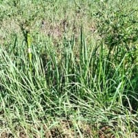 マダケVS除草剤