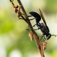 公園の続き・・・リスアカネが増えた