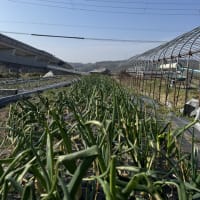 タマネギの収穫