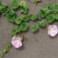 今時の砂丘植物