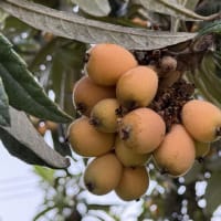 ビワが食べ頃！　満月のお月様