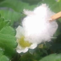 イチゴ　４月の開花‘25