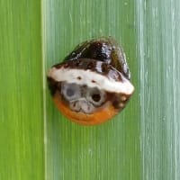 7月三回目の教室　雨上がりの森