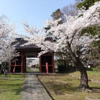 五智国分寺の桜