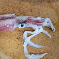 無謀でハードな遊漁船の釣りをしてしまった～～