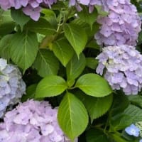 梅と紫陽花