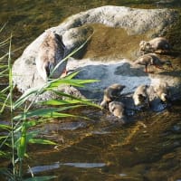 カルガモの子育て風景２