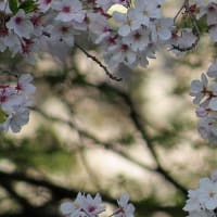 竜田川と三室山の桜　（9景）2021年　　　　在原業平　能因法師