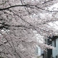 桜や桃、花海棠、ツツジなど咲き競う（埼玉・所沢）
