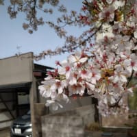自衛隊通りの桜
