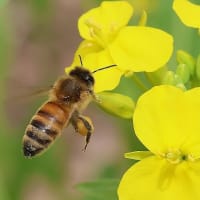セイヨウミツバチが花粉を集めて