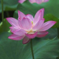 白鳥庭園の睡蓮・蓮の花-2