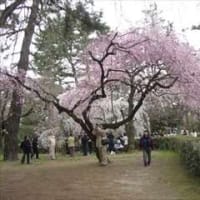 御苑の春・近衛邸跡の糸桜 in 京都府京都市上京区