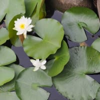 つつじヶ丘公園の紫陽花と睡蓮