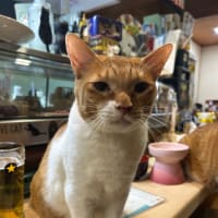 看板猫のいるお店で猫飲み1 (2401-2)