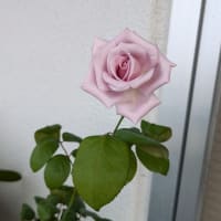 アクシデント続き(/_;)