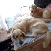 ママ退院しました