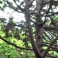 海鳥のサンクチュアリ　天売島と森林浴を楽しむメルヘンの焼尻島　６２回目　焼尻島
