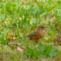 農業公園のアカハラ ・・・ 4月16日