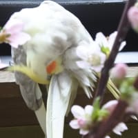 もものはなと　なの・・・