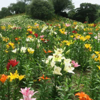 帯状に咲く五色のゆり