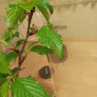 ナナフシの幼虫飼育記録　3月10日～13日