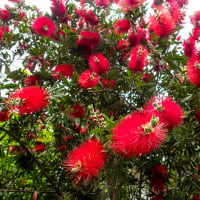 日比谷公園の赤い花