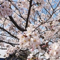 2024年4月8日酒津公園の桜