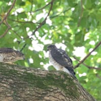 心に残る情景*「鳥景」見沼の小さな森、