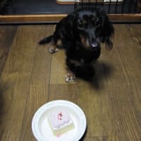 愛犬が１歳の誕生日を迎えました！