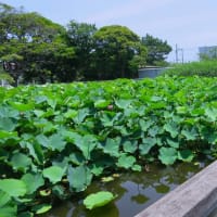 藤沢鵠沼・蓮池花見散歩