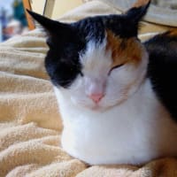 ☆2025まんじゅうの日