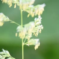 いわゆる雑草だが…何の花？？？