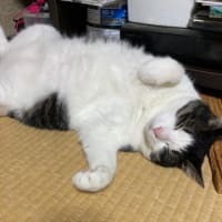 さすがの暑さ