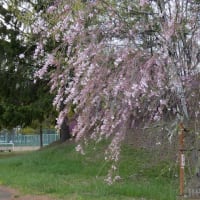 もう桜の花が散り始めました　遅咲きの桜に期待です