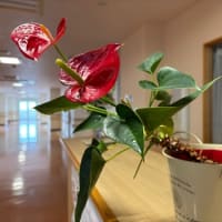 観葉植物