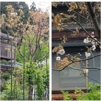 我が家の遅咲きの桜「ナラノヤエザクラ」