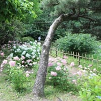 鶴舞公園　あじさいの散歩道