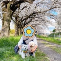 お花見散歩でワン友さんと♪